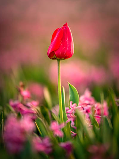 De Baerdemaeker Rolande