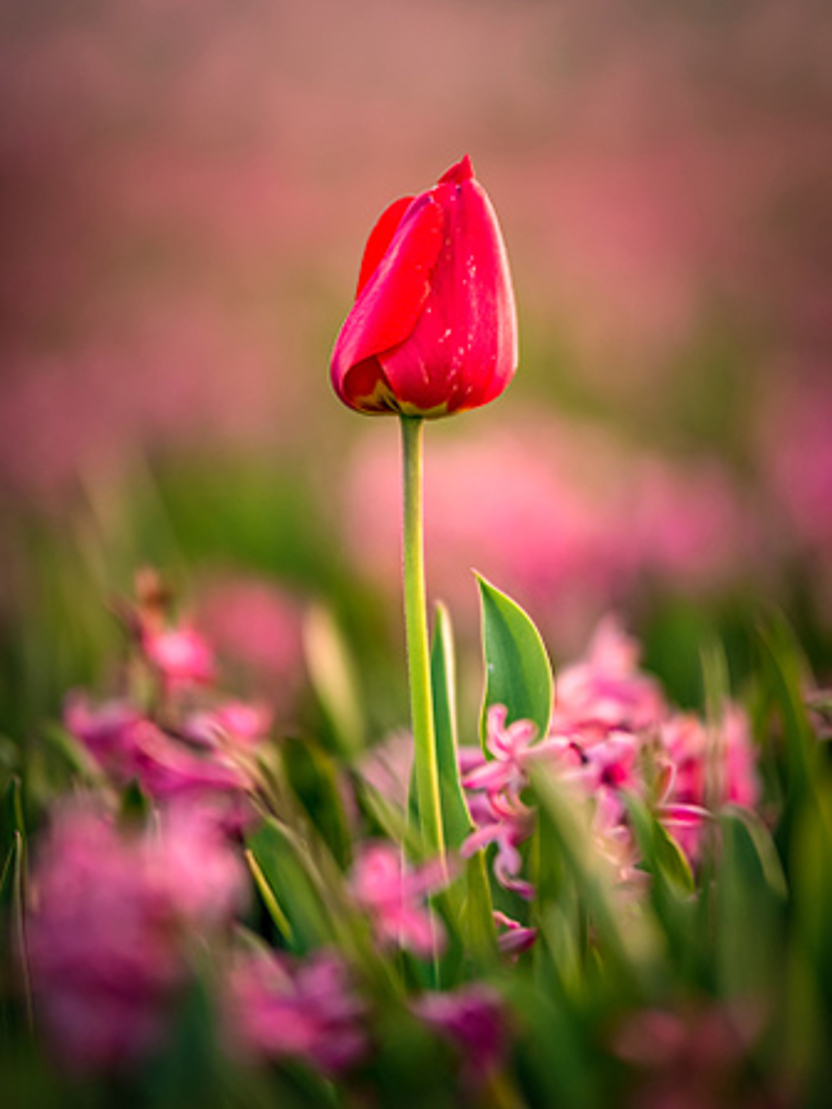 De Baerdemaeker Rolande